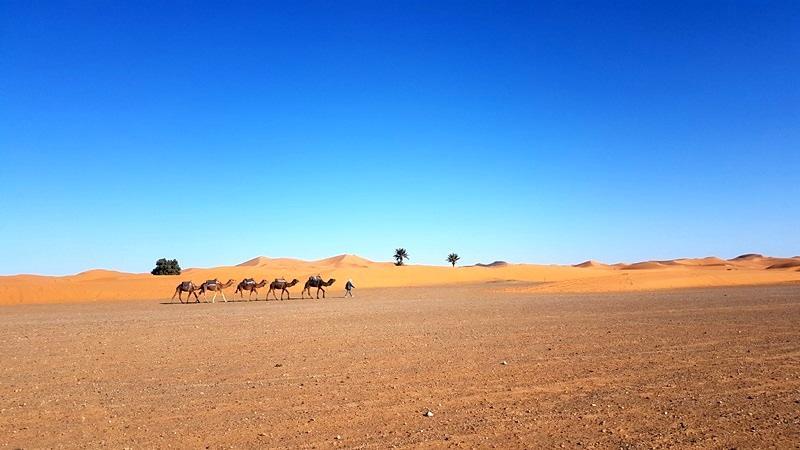 Camp Sahara Holidays M'Hamid Exteriör bild